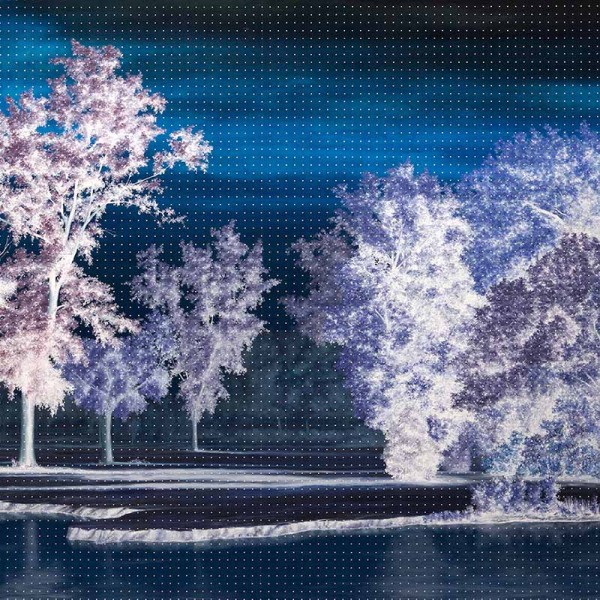 Cover image for The Last Quiet Place by Ingrid Laubrock. White trees on dark background